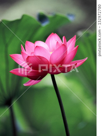 風景與蓮花 132972780