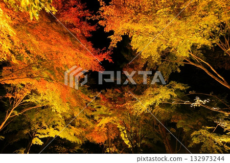 箕輪町紅葉湖的秋葉在燈光的襯托下顯得格外美麗 箕輪町紅葉湖的秋葉在燈光的襯托下顯得格外美麗 132973244