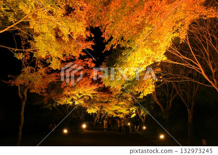 箕輪町紅葉湖的秋葉在燈光的襯托下顯得格外美麗 箕輪町紅葉湖的秋葉在燈光的襯托下顯得格外美麗 132973245