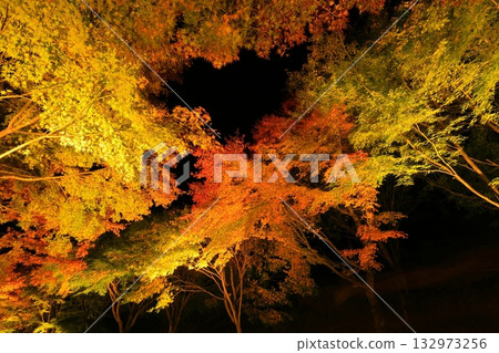 Autumn leaves at Lake Momiji in Minowa Town illuminated Autumn leaves at Lake Momiji in Minowa Town illuminated 132973256