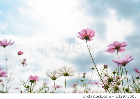 Cosmos shining against the blue sky with lots of clouds 132973503
