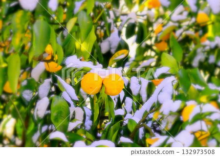 潔白如雪的花朵和成熟的柚子果實 132973508