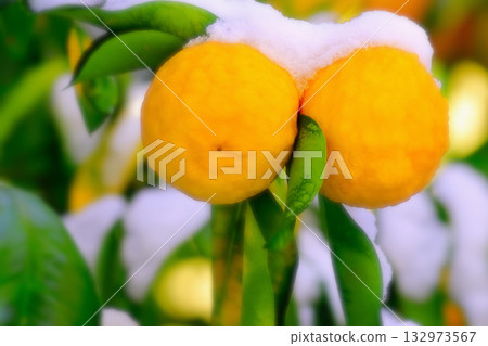 Snow and citron fruit Snow and citron fruit 132973567