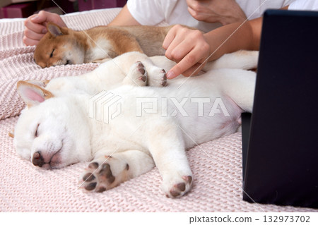 Little Shiba Inu puppies are sleeping sweetly on bed at home with their owners 132973702