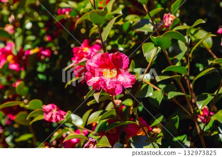 紅山茶花-5 132973825