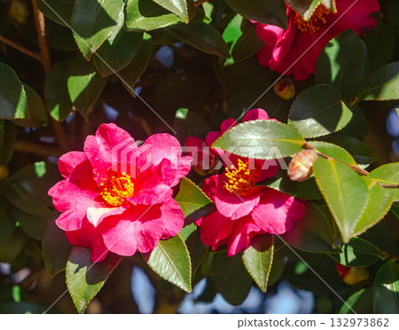 紅山茶花 - 59 132973862