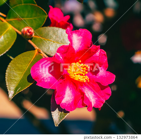 Red camellia flower - 61 Red camellia flower - 61 132973864