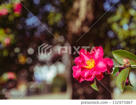 Red camellia flower - 64 Red camellia flower - 64 132973867