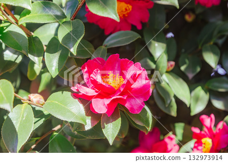 Red camellia flower - 29 Red camellia flower - 29 132973914