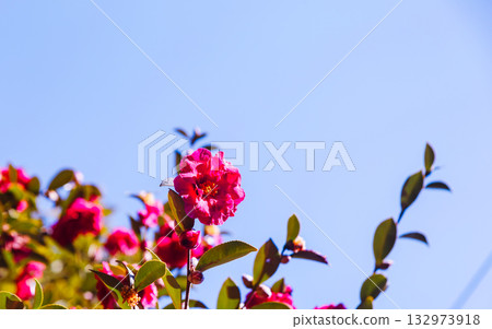 Red camellia flower - 33 Red camellia flower - 33 132973918