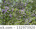 Vietnamese blue bell or Blue braya tree in the garden purple flower 132973920