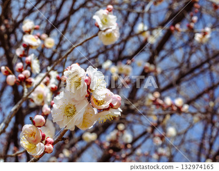 Plum Blossoms 4-1 Plum Blossoms 4-1 132974165