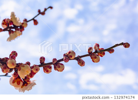 Plum Blossoms 4-12 132974174