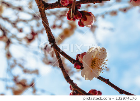 Plum Blossoms 4-15 Plum Blossoms 4-15 132974176