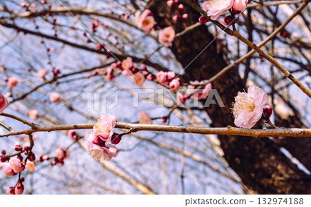Plum Blossoms 4-27 132974188