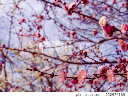 Plum Blossoms 4-28 Plum Blossoms 4-28 132974189