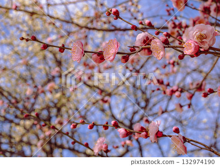 Plum Blossoms 4-29 Plum Blossoms 4-29 132974190