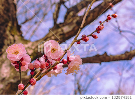 Plum Blossoms 4-30 Plum Blossoms 4-30 132974191