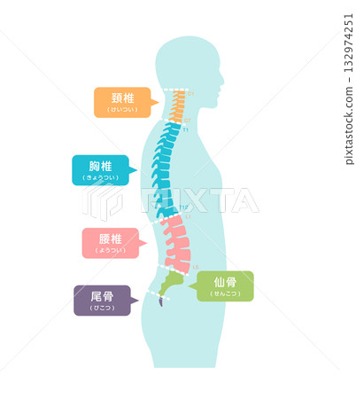 Parts of the spine seen from the side Vector illustration 132974251