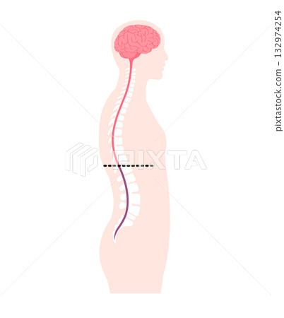 Spinal nerves and cauda equina vector illustration Spinal nerves and cauda equina vector illustration 132974254