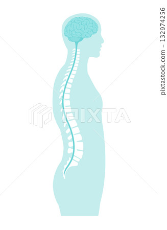 Spine and spinal nerves vector illustration Spine and spinal nerves vector illustration 132974256