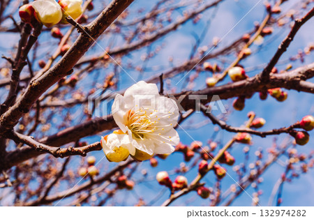Plum Blossoms 4-64 Plum Blossoms 4-64 132974282