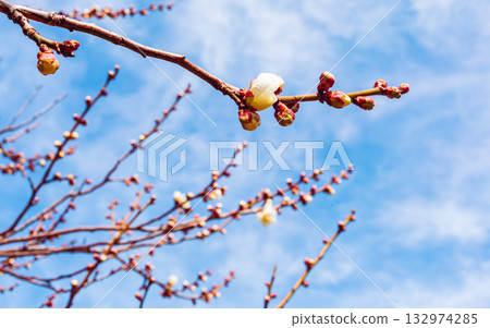 梅花 4-68 梅花 4-68 132974285