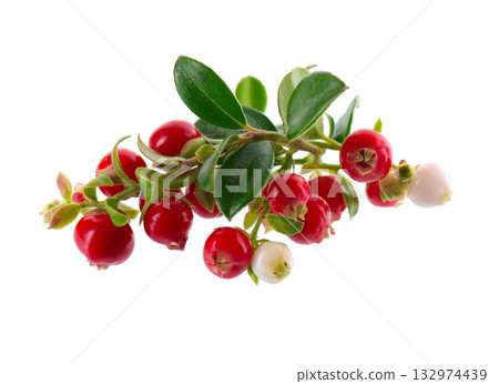 Fresh cowberry berries with leaves, isolated on white background. Ripe cranberry, cowberry, lingonberry. Clipping path. Fresh cowberry berries with leaves, isolated on white background. Ripe cranberry, cowberry, lingonberry. Clipping path. 132974439