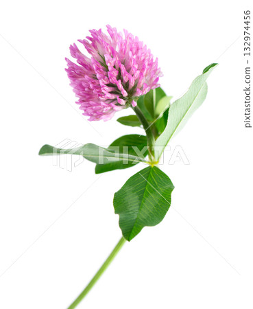 Clover flower isolated on white background. Pink clover on a stem with green leaves. Medicinal herb. 132974456