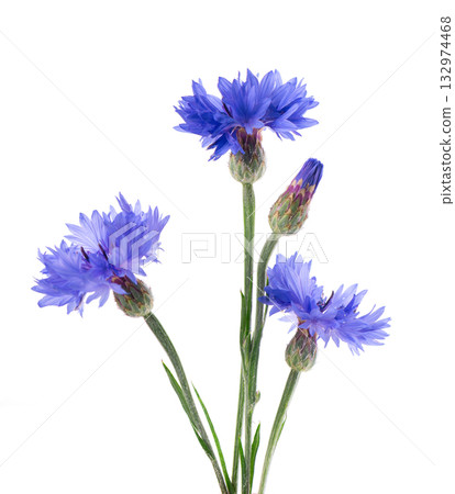 Blue Cornflower isolated on white background. Centaurea cyanus or bachelor's button flowers. Blue Cornflower isolated on white background. Centaurea cyanus or bachelor's button flowers. 132974468
