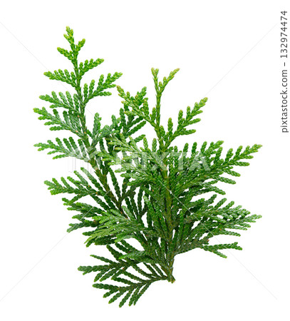 Thuja branch isolated on white background. Branch of green orientalis leaves. Clipping path. Thuja branch isolated on white background. Branch of green orientalis leaves. Clipping path. 132974474