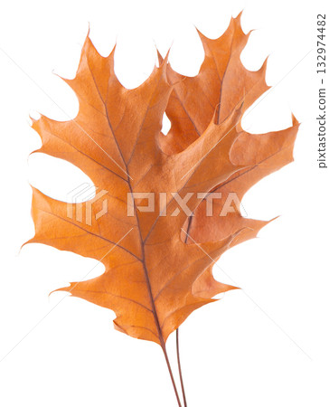 Oak leaf isolated on white background. Yellow autumn oak leaves. Clipping path. Top view. 132974482