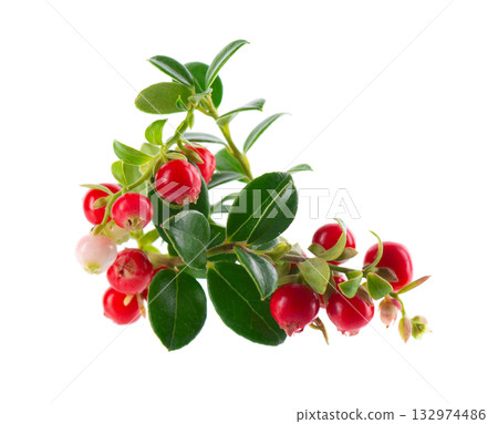 Fresh cowberry berries with leaves, isolated on white background. Ripe cranberry, cowberry, lingonberry. Clipping path. Fresh cowberry berries with leaves, isolated on white background. Ripe cranberry, cowberry, lingonberry. Clipping path. 132974486