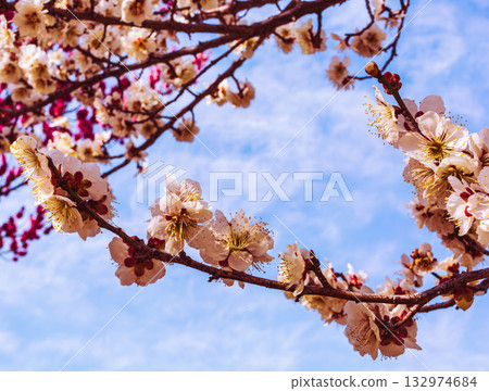 梅花 5-1 132974684