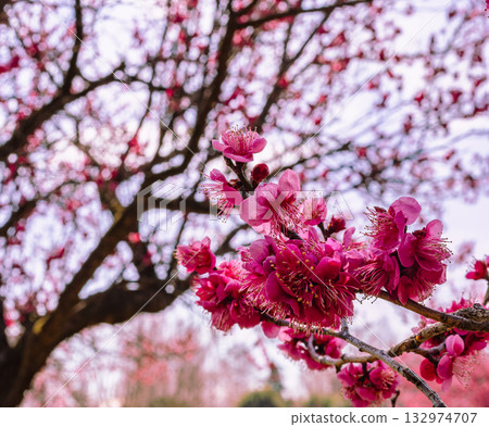 Plum Blossoms 5-24 Plum Blossoms 5-24 132974707