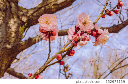 Plum Blossoms 5-98 Plum Blossoms 5-98 132975139
