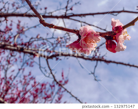 梅花 5-107 梅花 5-107 132975147