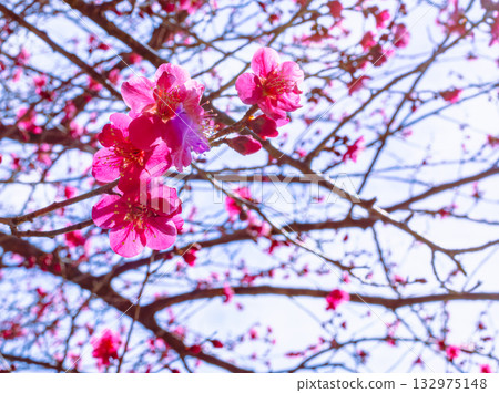 梅花 5-108 梅花 5-108 132975148