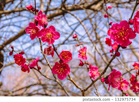 Plum Blossoms 5-60 Plum Blossoms 5-60 132975734