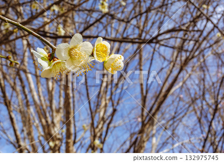 Plum Blossoms 5-79 132975745