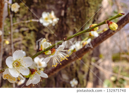 梅花 5-82 132975748