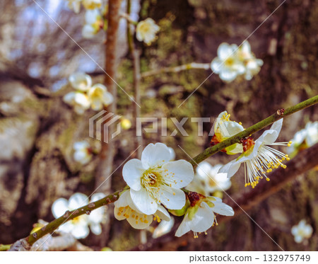 Plum Blossoms 5-83 132975749