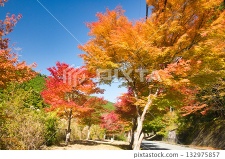 鈴掛路（御手洗谷的秋葉）[奈良縣天川村] 132975857