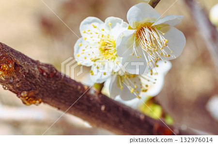 梅花3-29 梅花3-29 132976014