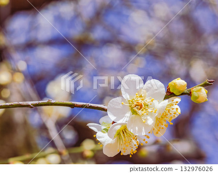 梅花3-41 132976026