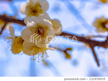 Plum Blossoms 3-55 Plum Blossoms 3-55 132976035