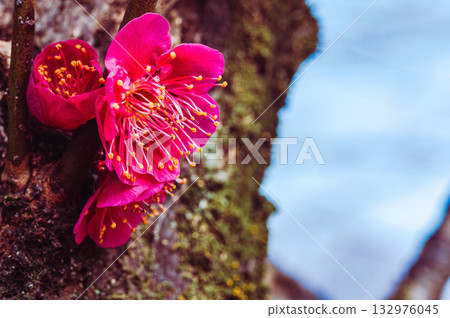 Plum Blossoms 3-65 Plum Blossoms 3-65 132976045