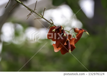 American Flower of Deigo American Flower of Deigo 132976124