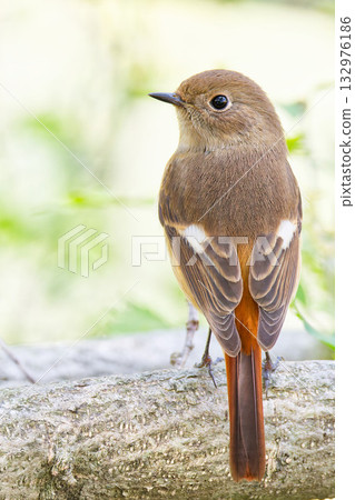 雌性達烏裡紅尾鴝棲息在樹枝上，呈垂直姿勢 132976186