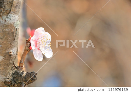 A single cherry blossom blooming on the trunk 132976189